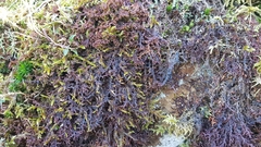 Frullania tamarisci
