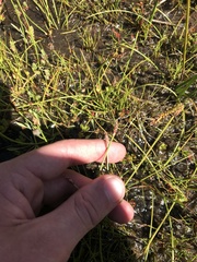 Eleocharis atricha