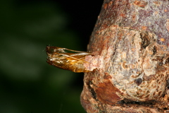 Synanthedon formicaeformis