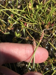 Eleocharis atricha