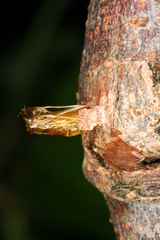 Synanthedon formicaeformis