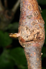 Synanthedon formicaeformis