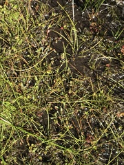 Eleocharis atricha