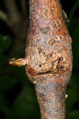 Synanthedon formicaeformis