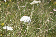 Daucus carota gummifer