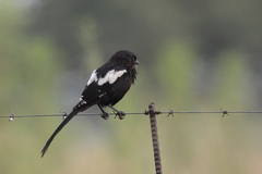Lanius melanoleucus