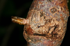 Synanthedon formicaeformis