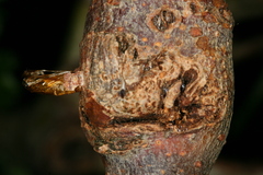 Synanthedon formicaeformis