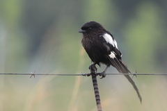 Lanius melanoleucus