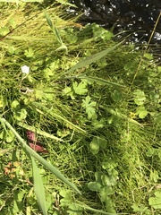 Ranunculus pimpinellifolius