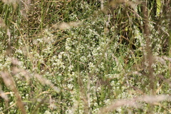 Galium saxatile