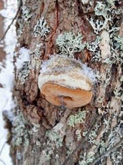 Phellinus alni