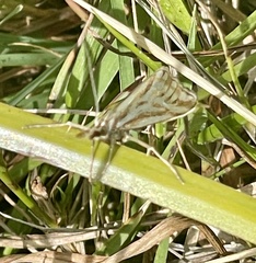 Hednota pleniferellus