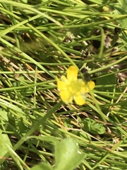 Ranunculus pimpinellifolius