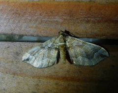 Pelurga comitata