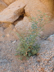 Trichodesma africanum