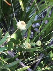 Pimelea treyvaudii