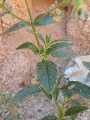 Trichodesma africanum