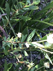 Pimelea treyvaudii