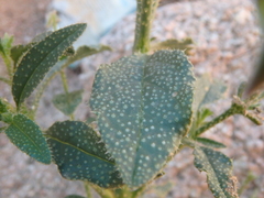 Trichodesma africanum