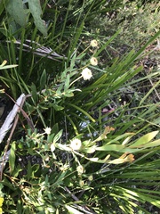 Pimelea treyvaudii