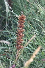 Orobanche hederae