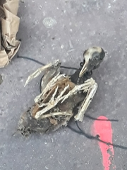 Columba livia domestica