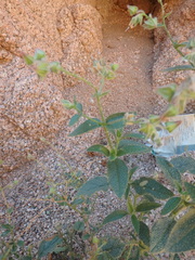 Trichodesma africanum