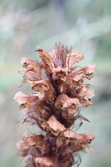 Orobanche hederae