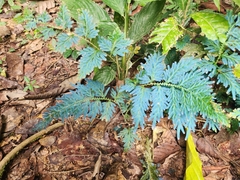 Selaginella willdenowii