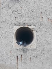 Columba livia domestica