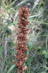 Orobanche hederae