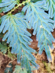 Selaginella willdenowii