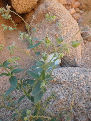 Trichodesma africanum