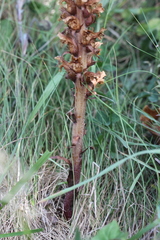 Orobanche hederae