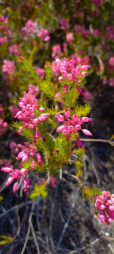 Image of Erica inflata by (c) Ian Webb, some rights reserved (CC BY)