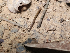 Haemadipsa zeylanica