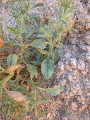 Trichodesma africanum