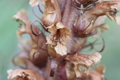 Orobanche hederae