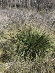 Gahnia subaequiglumis