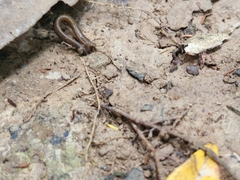 Haemadipsa zeylanica