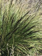 Gahnia subaequiglumis