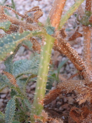 Trichodesma africanum