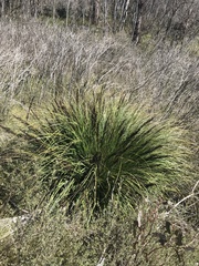 Gahnia subaequiglumis