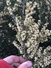 Pomaderris phylicifolia ericoides