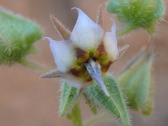 Trichodesma africanum