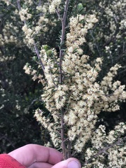 Pomaderris phylicifolia ericoides