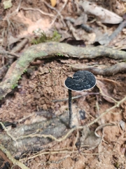 Sanguinoderma rugosum