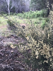 Pomaderris phylicifolia ericoides