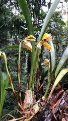 Maxillaria picta